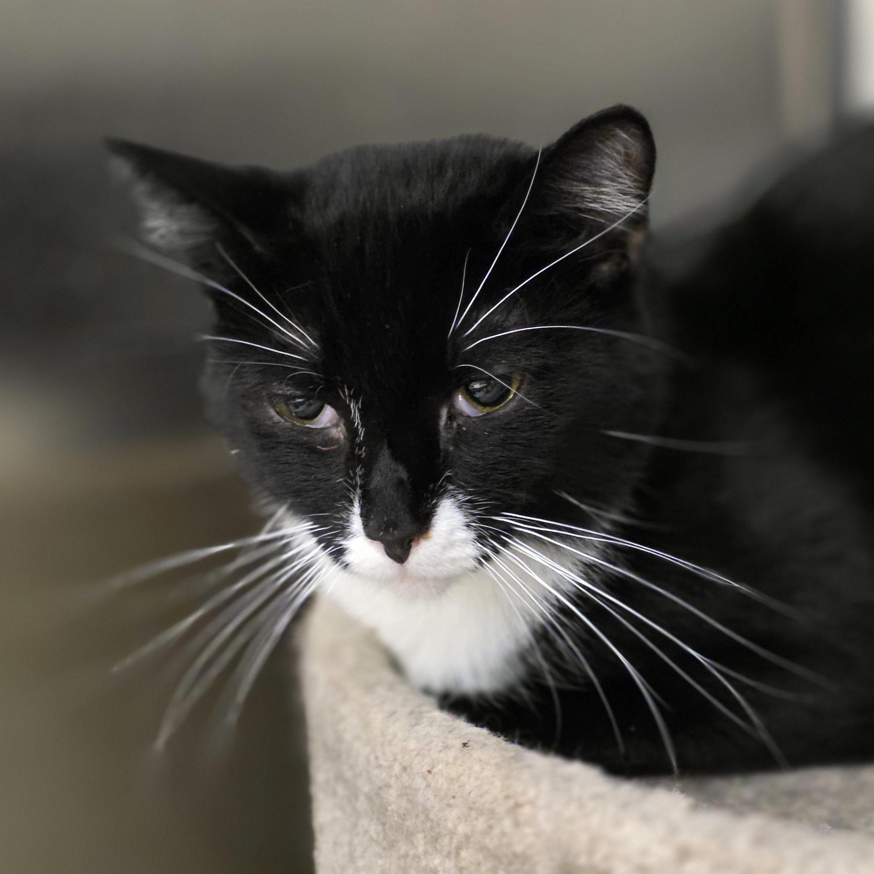 Pan, a ADOPTABLE Tuxedo in Richmond, VA image 2/6