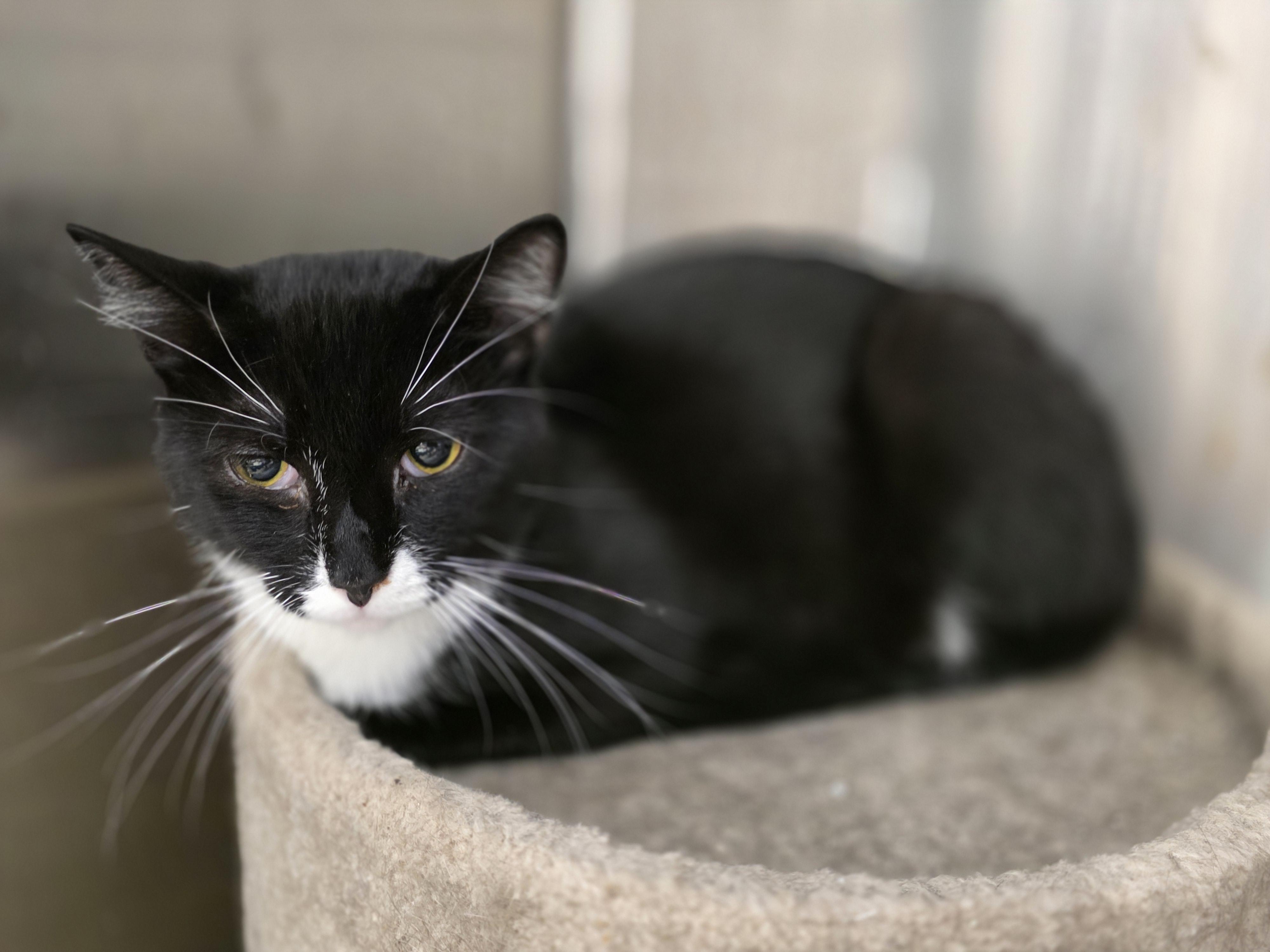 Pan, a ADOPTABLE Tuxedo in Richmond, VA image 1/6