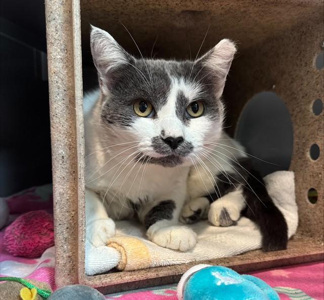 CECIL, Adoptable, Adult Male Domestic Short Hair.