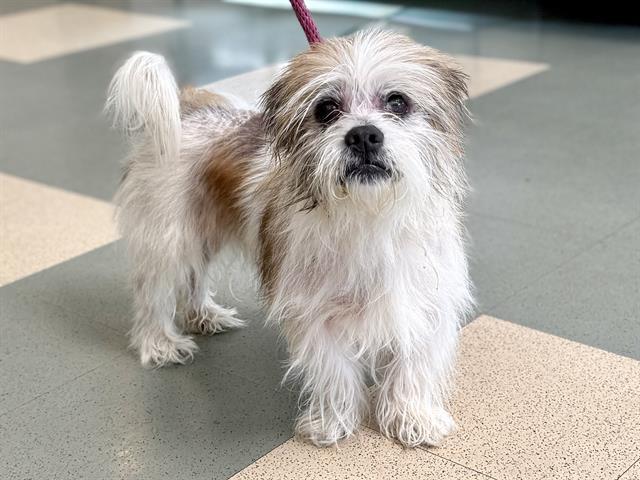 THEO, Adoptable, Senior Male Terrier & Mixed Breed.