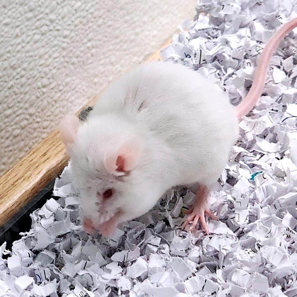 Sin, Adoptable, Young Male Mouse.