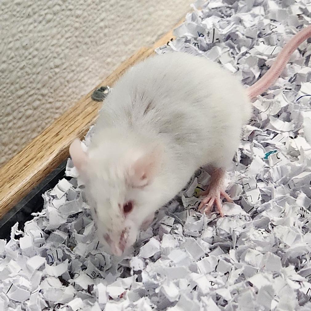Enlarge Sin, a Adoptable Mouse in Watertown, NY image 2/3