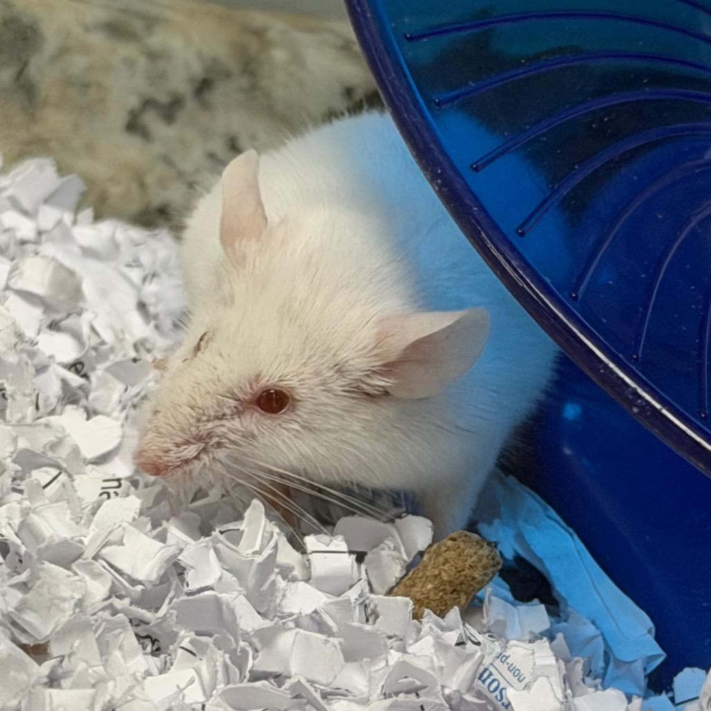 Enlarge Sin, a Adoptable Mouse in Watertown, NY image 3/3