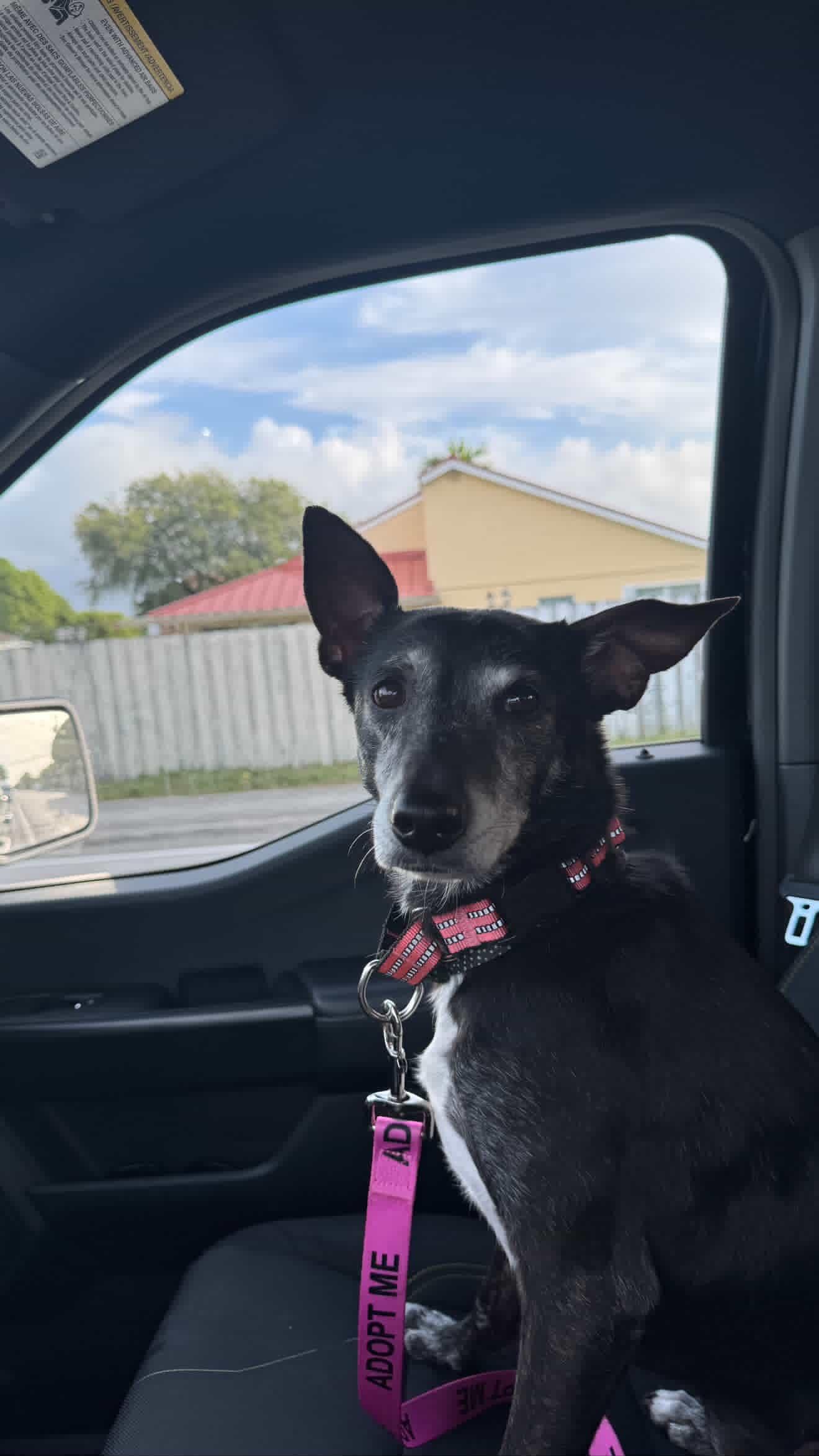 Meet Reign  The Sweetest Senior Companion Located in Miami FL  Florida Adoptions Only Reign is a