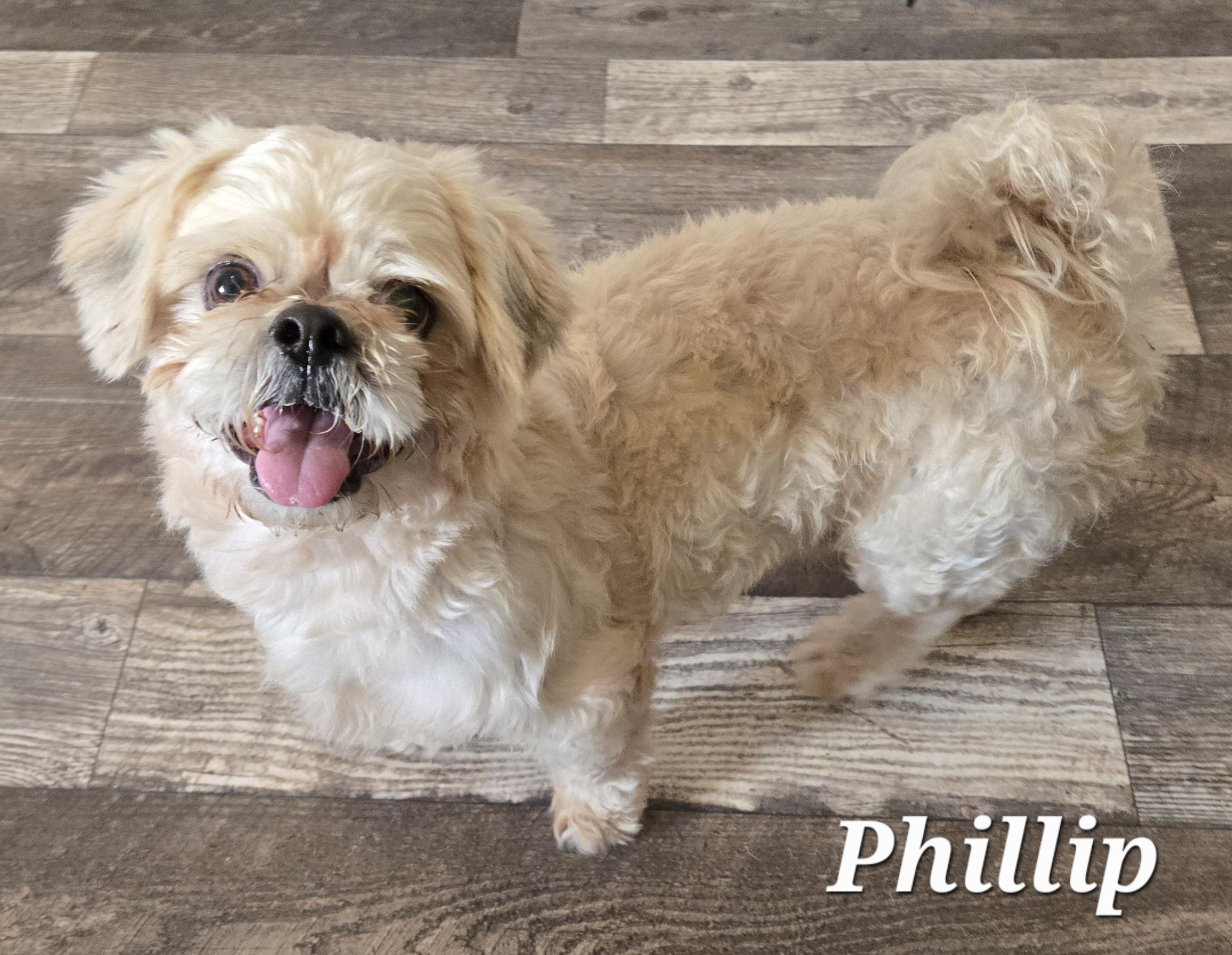 Enlarge Phillip , a Adoptable Shih Tzu in Houston , TX image 2/2
