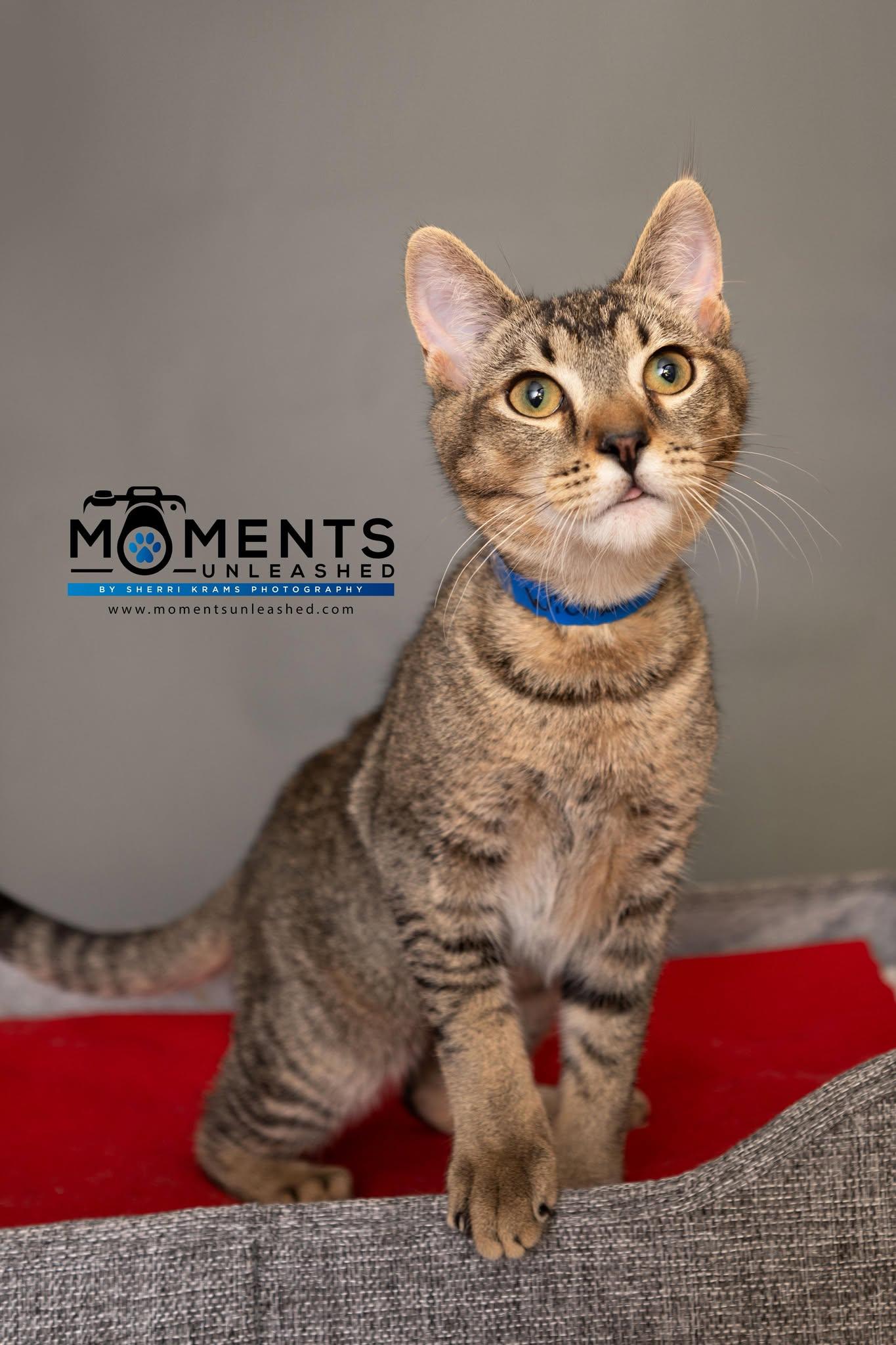 Wicker, a Adoptable Domestic Short Hair in Myakka City, FL image 1/5