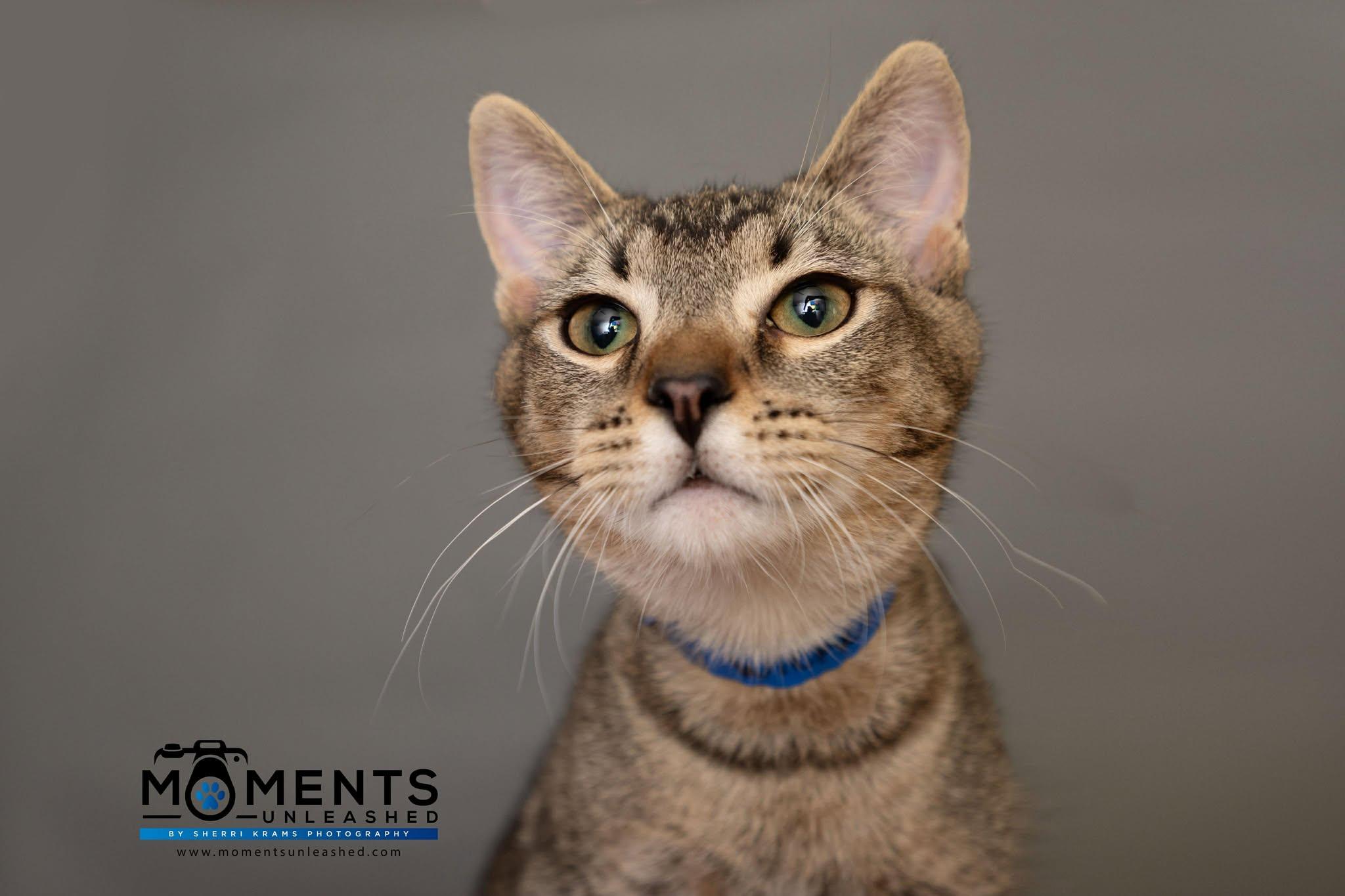 Wicker, a Adoptable Domestic Short Hair in Myakka City, FL image 2/5