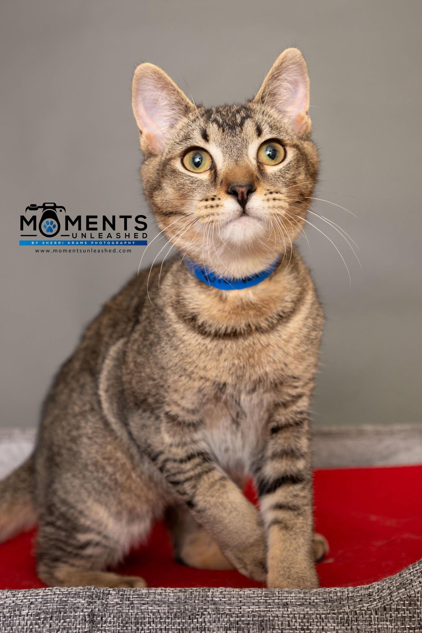 Wicker, Adoptable, Kitten Male Domestic Short Hair.