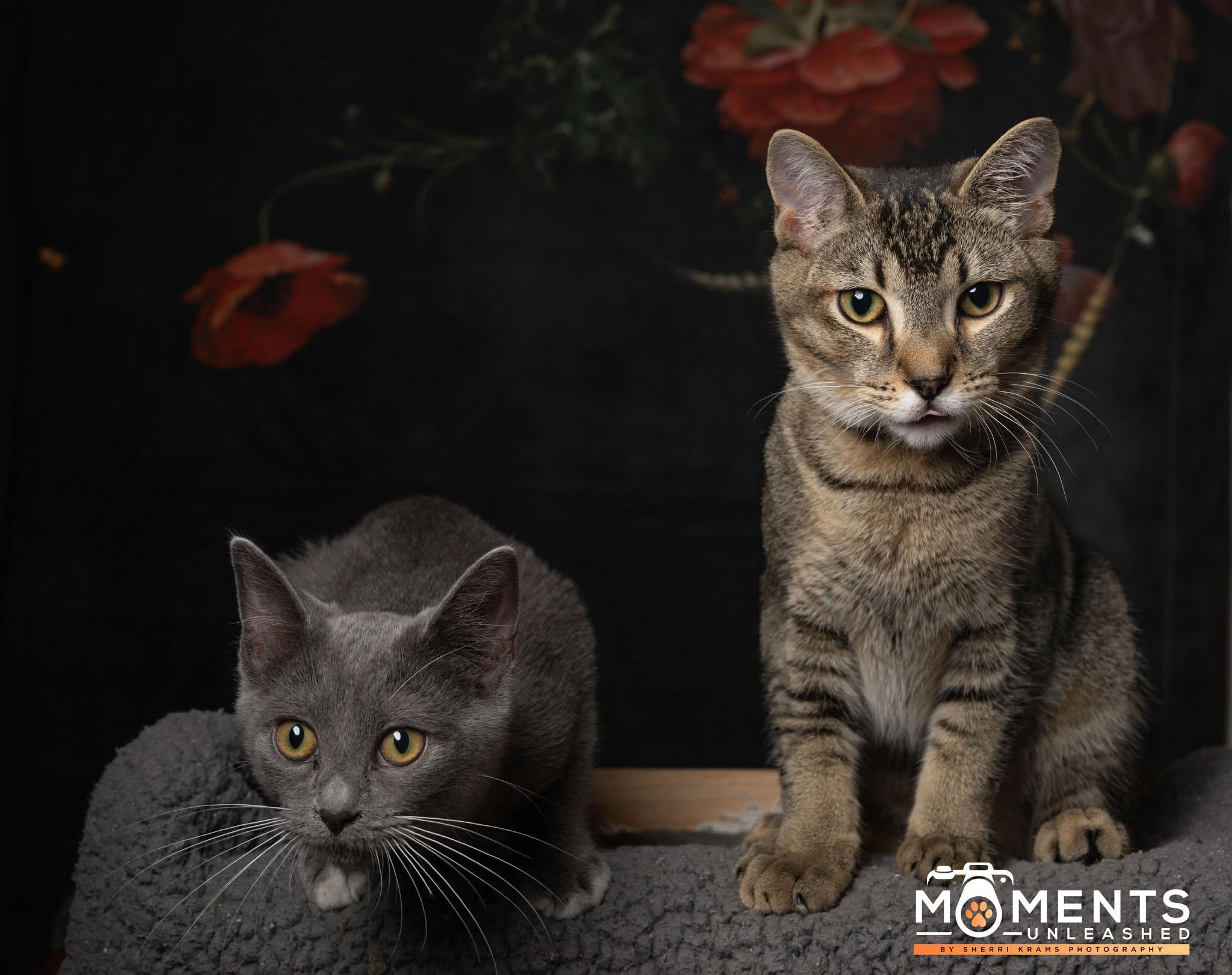 Wicker, a Adoptable Domestic Short Hair in Myakka City, FL image 4/5