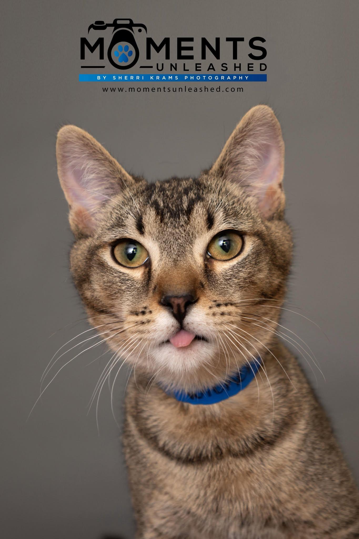 Wicker, Adoptable, Kitten Male Domestic Short Hair.