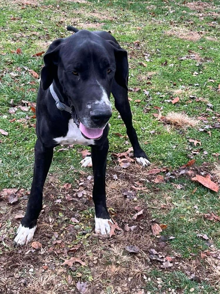 Enlarge Tiny, a Adopted Great Dane image 1/2