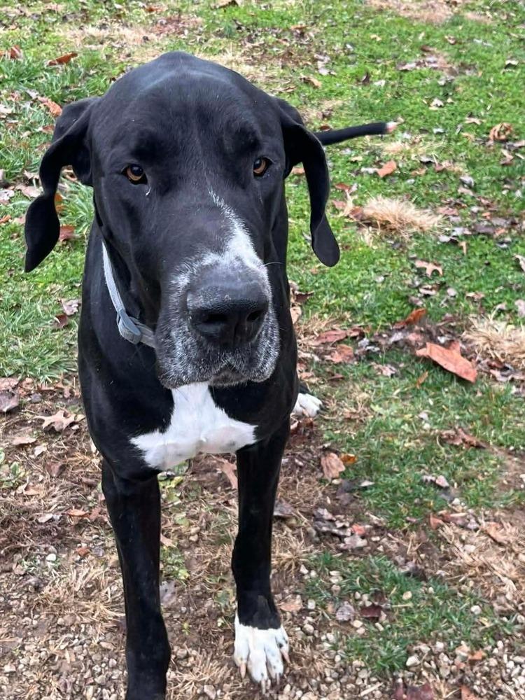 Enlarge Tiny, a Adopted Great Dane image 2/2