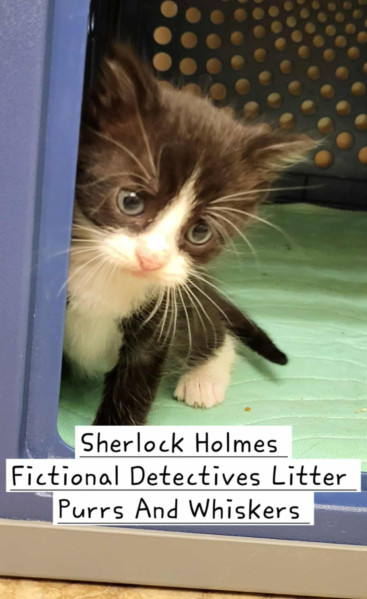 Enlarge Sherlock Holmes, a Adoptable Domestic Short Hair in New Hartford, NY image 1/1
