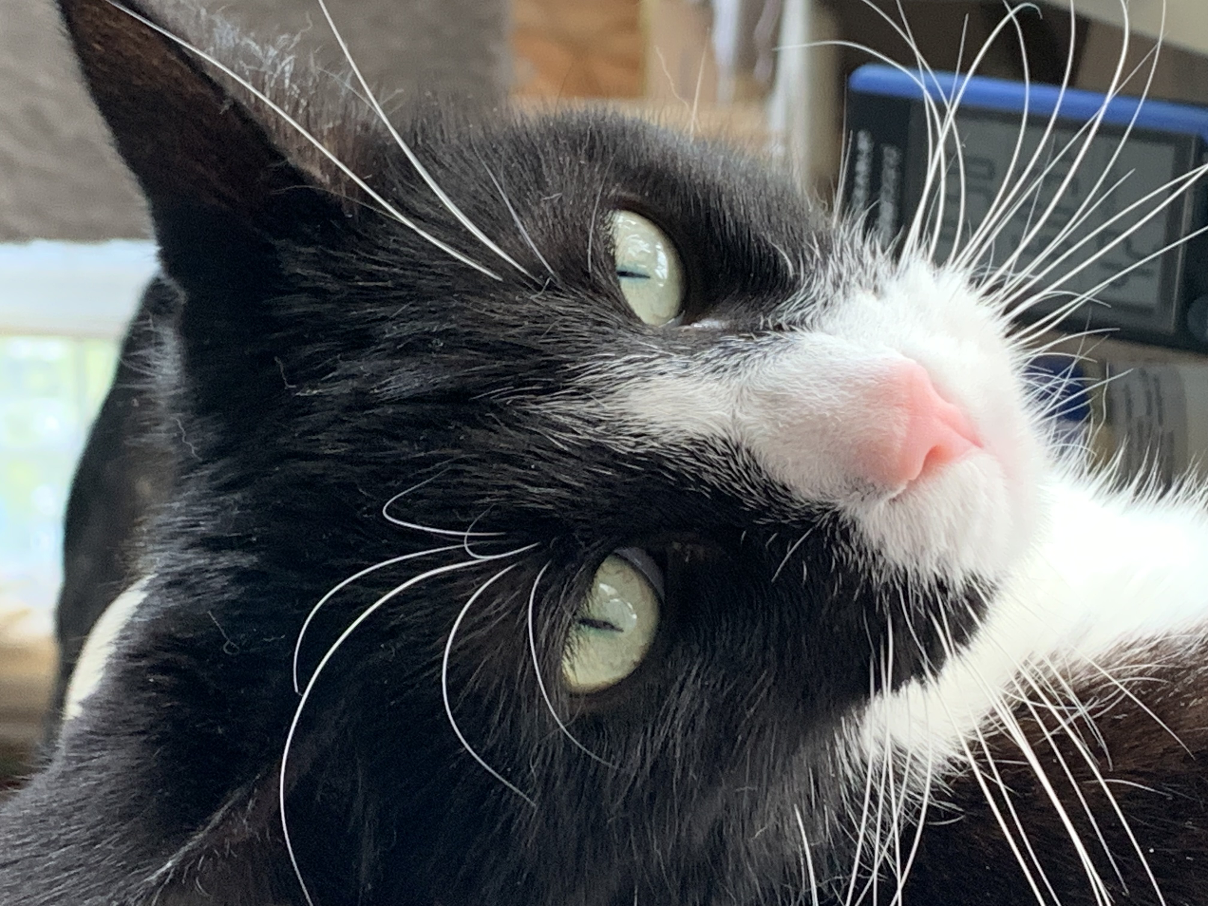 Sally, Adoptable, Young Female Domestic Short Hair.