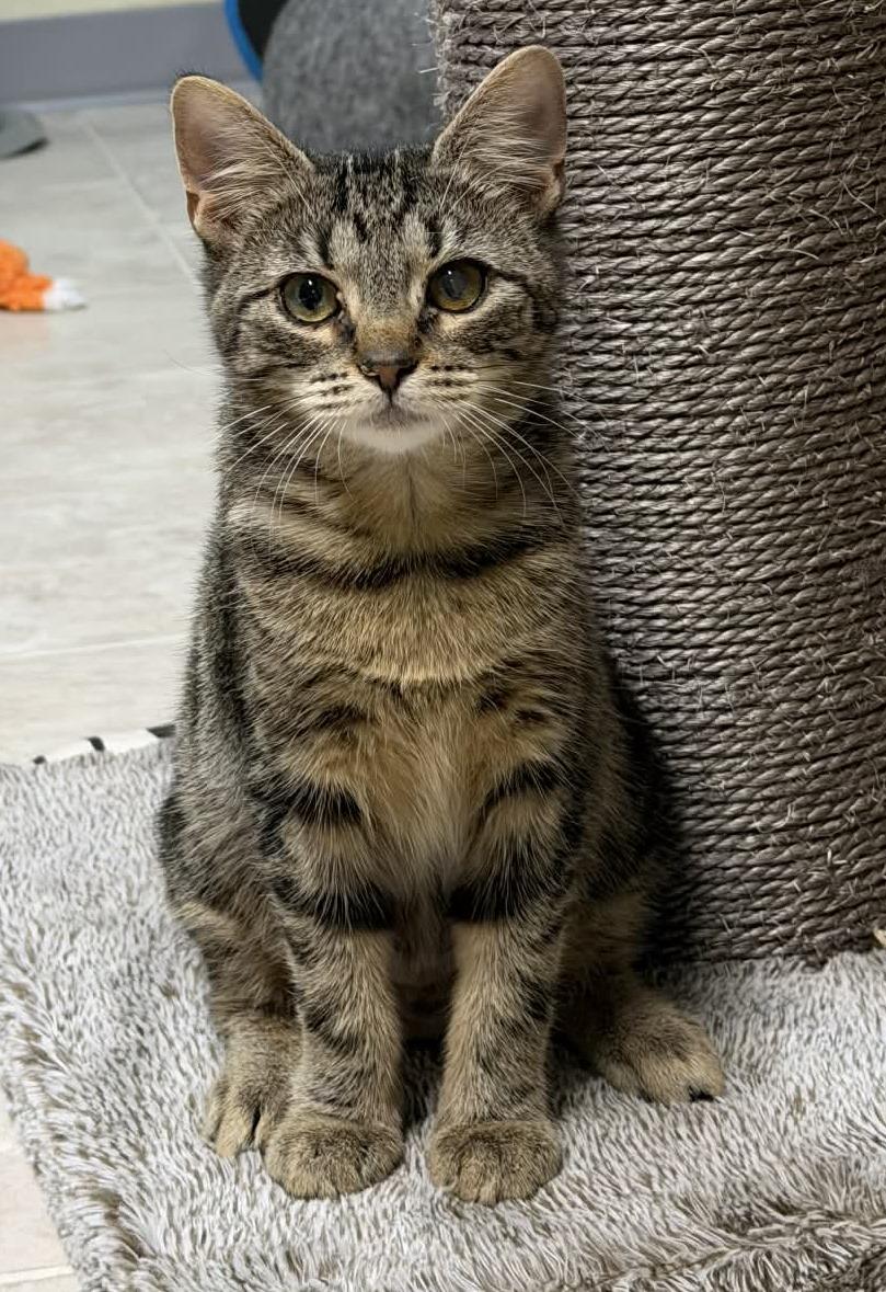Greta & Gertie  , ADOPTABLE, Young Female Tabby.