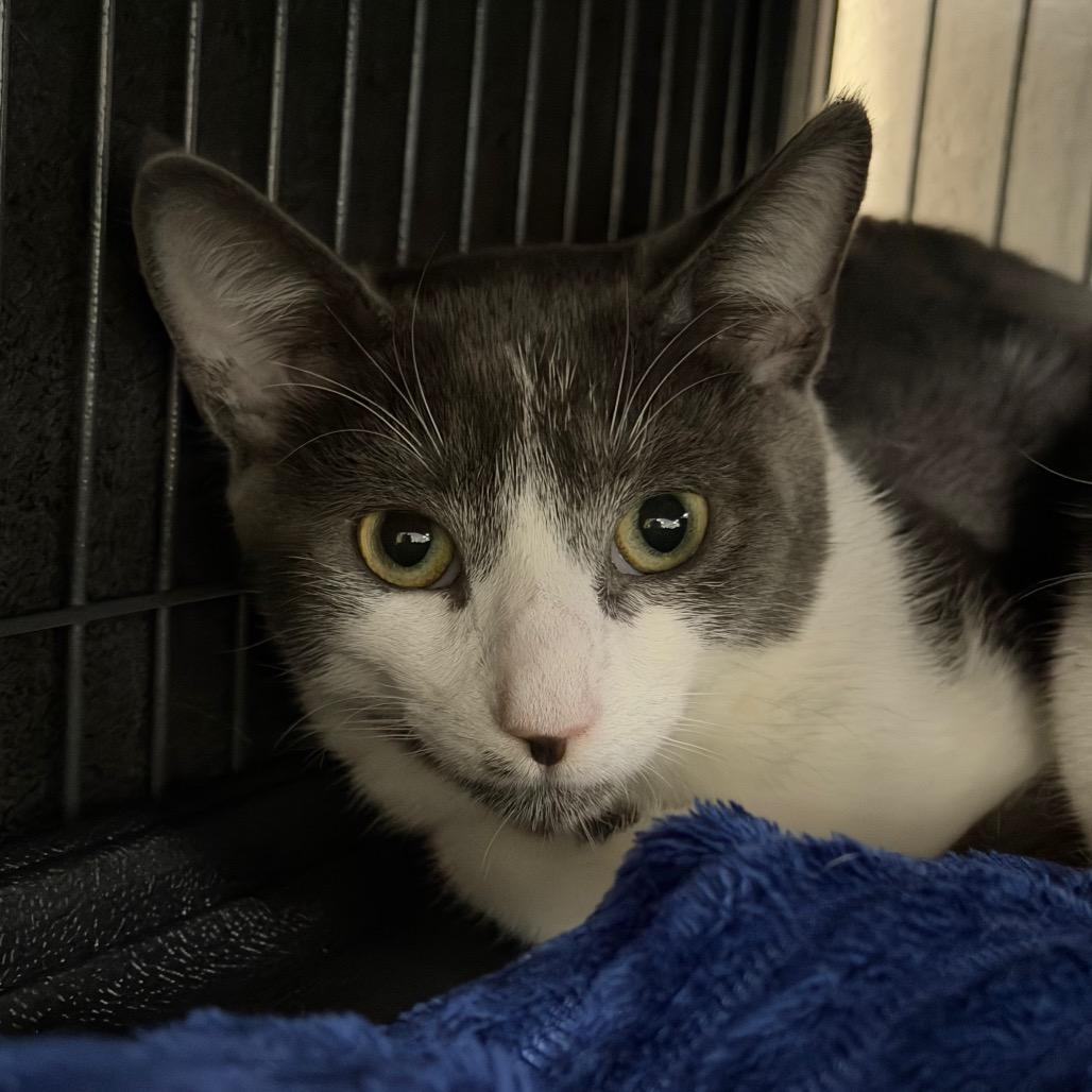 Enlarge Hitachi, a Adoptable Domestic Medium Hair in Hampton Bays, NY image 1/2