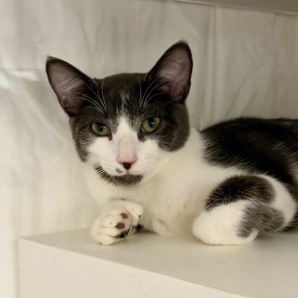 Enlarge Hitachi, a Adoptable Domestic Medium Hair in Hampton Bays, NY image 2/2