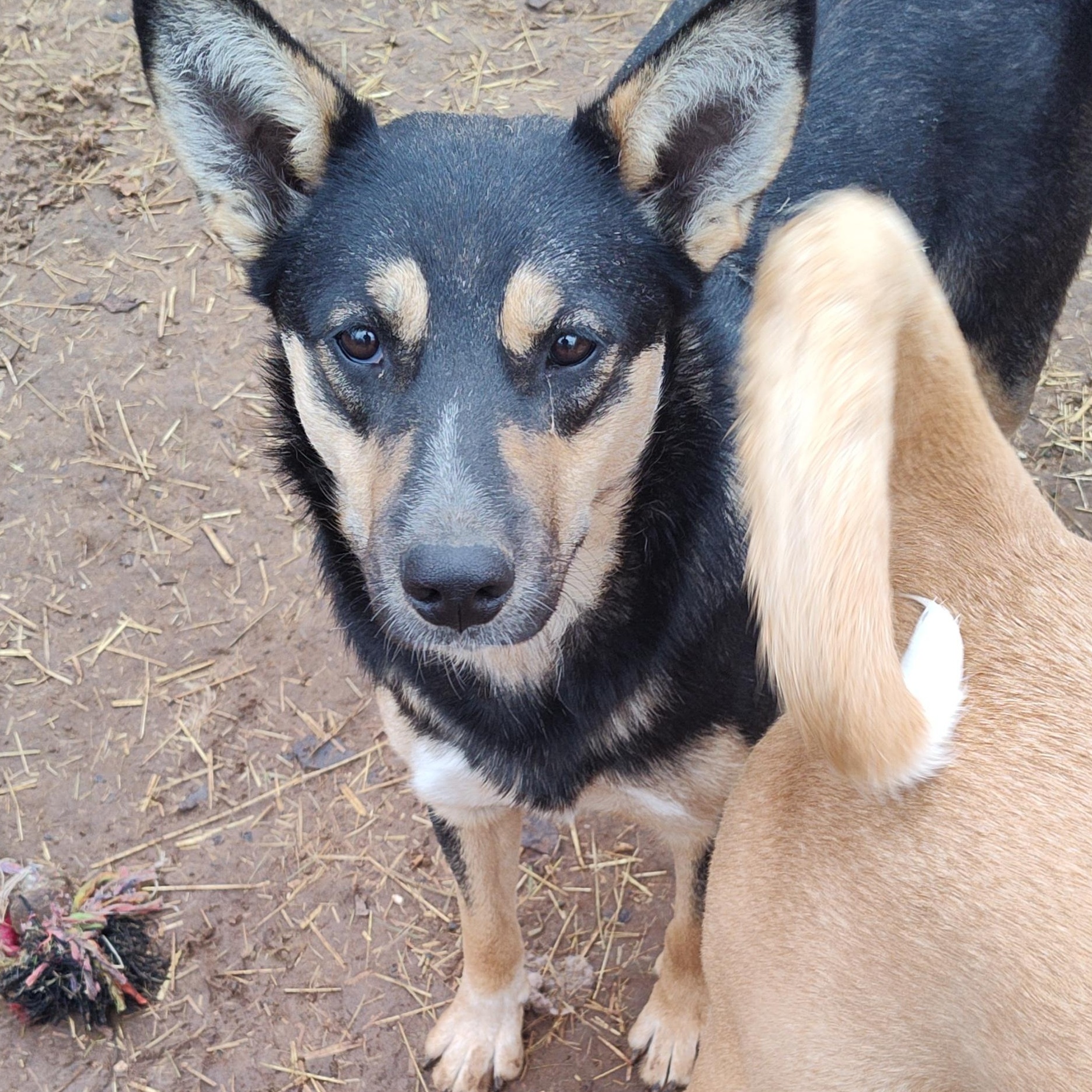 Emma, Adoptable, Young Female Shepherd.