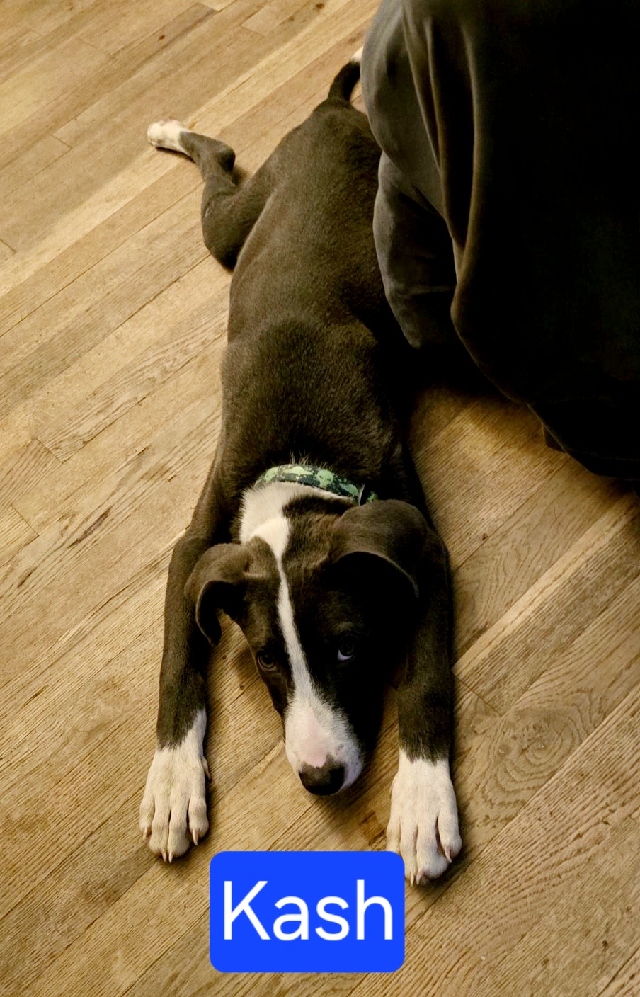 Kash, a Adoptable mixed breed in Clinton, MO image 5/5