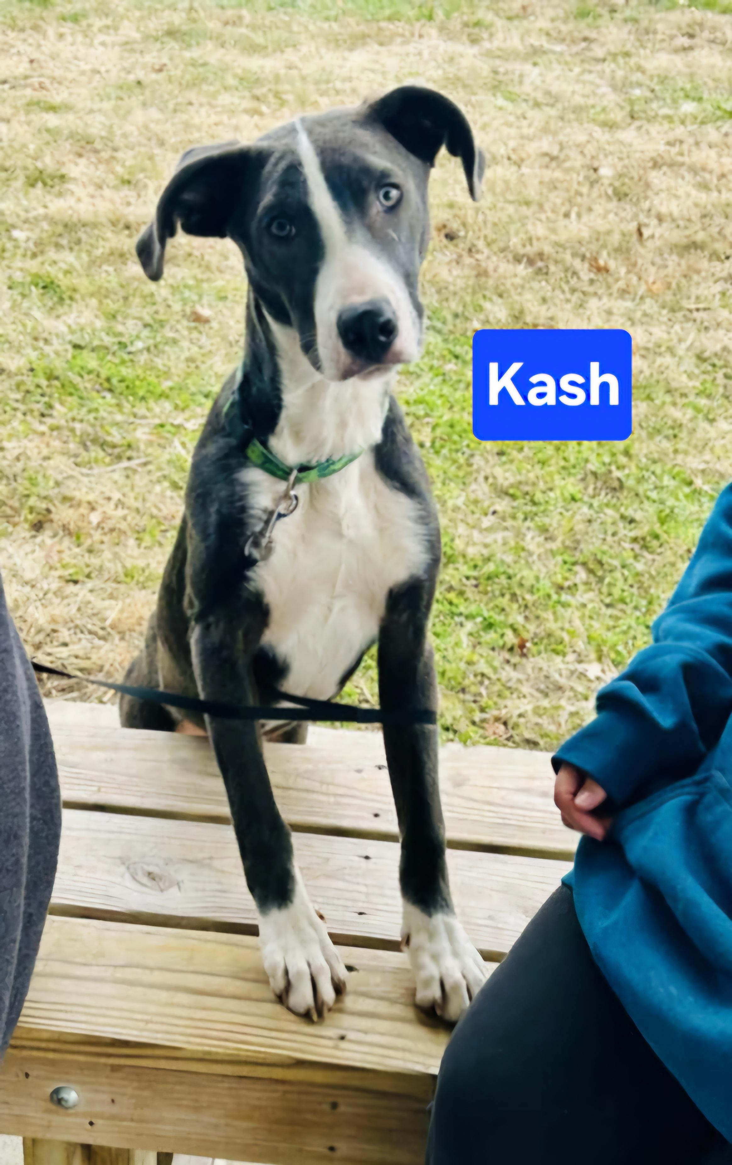 Kash, an adoptable Catahoula Leopard Dog, Great Dane in Clinton, MO, 64735 | Photo Image 1