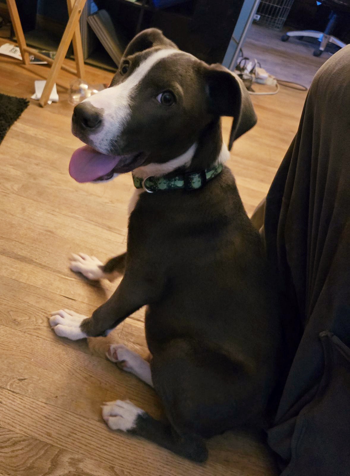 Kash, a Adoptable mixed breed in Clinton, MO image 4/5