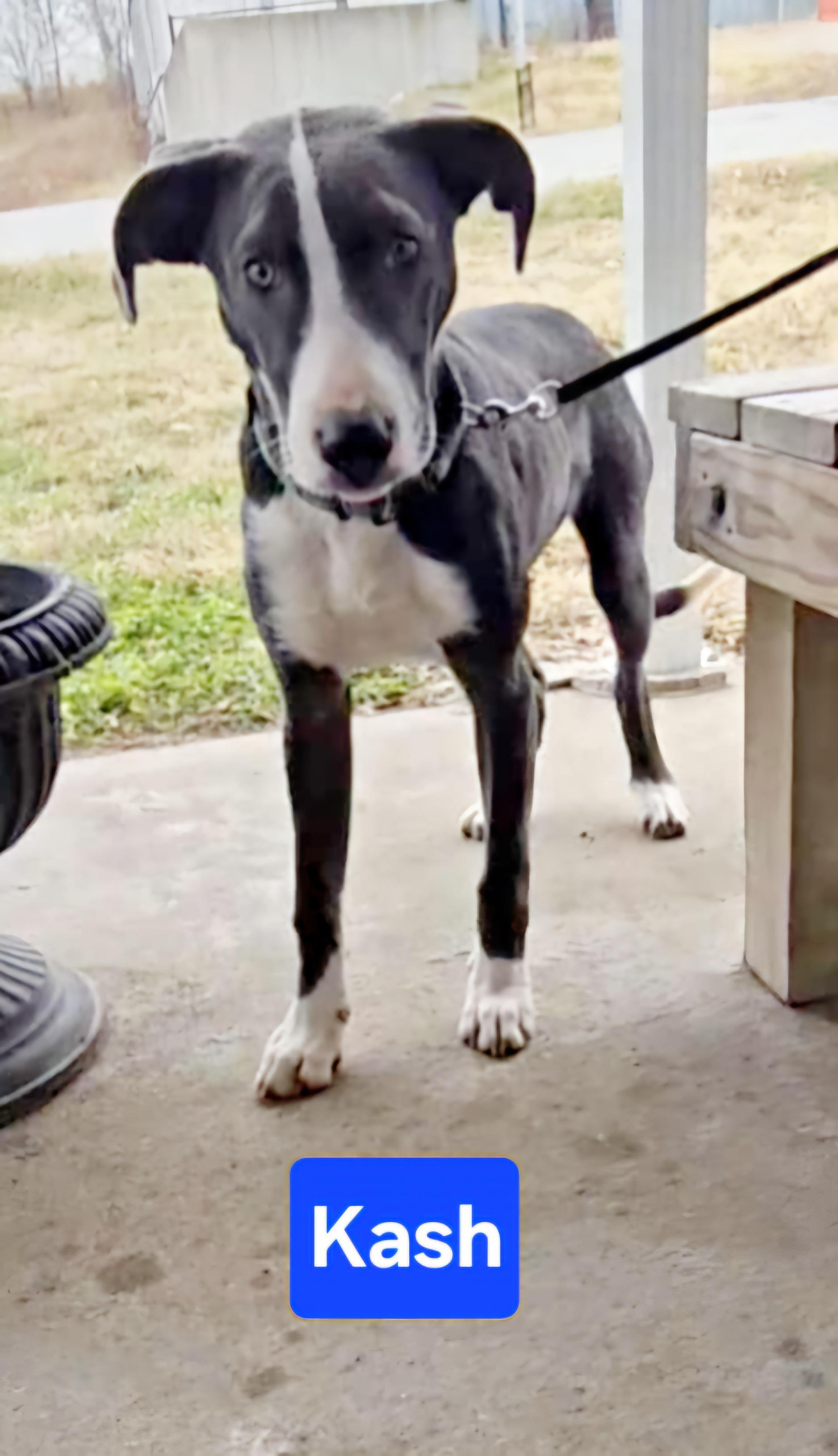 Kash, a Adoptable mixed breed in Clinton, MO image 3/5