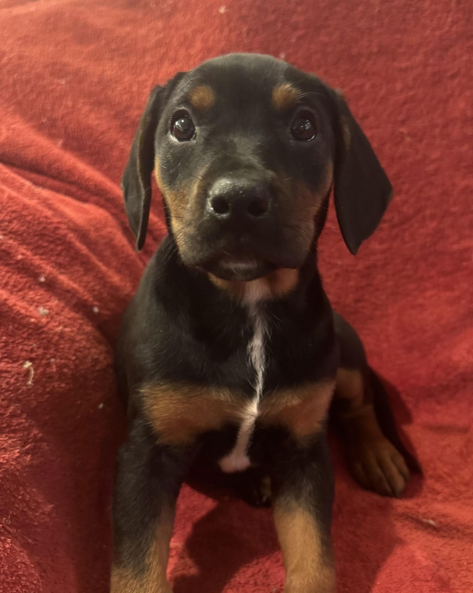 Enlarge Myrtle, a ADOPTABLE mixed breed in Pottstown, PA image 1/1