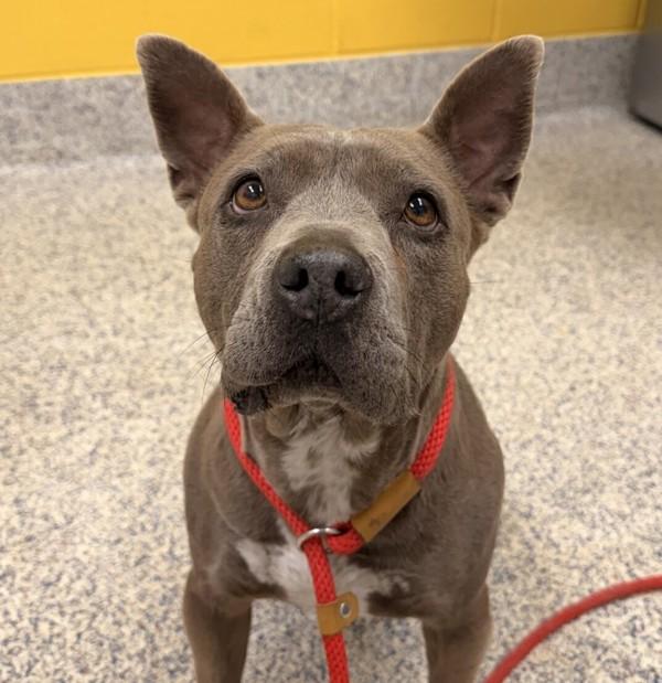 Enlarge Love, a Adoptable mixed breed in Golden, CO image 1/2