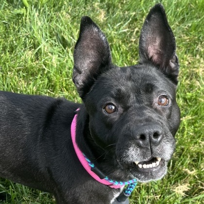 CeeCee A0055623795 IN FOSTER photo 6