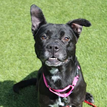 CeeCee A0055623795 IN FOSTER photo 1
