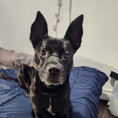 CeeCee A0055623795 IN FOSTER photo 2