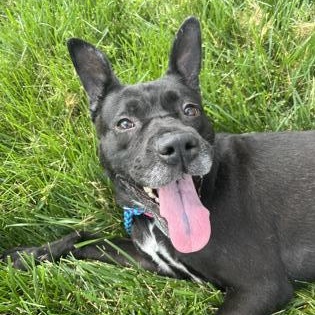 CeeCee A0055623795 IN FOSTER photo 3