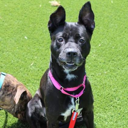 CeeCee A0055623795 IN FOSTER photo 5