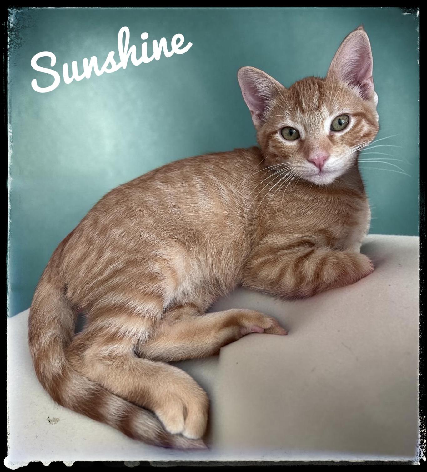 Sunshine, Adoptable, Kitten Male Domestic Short Hair.