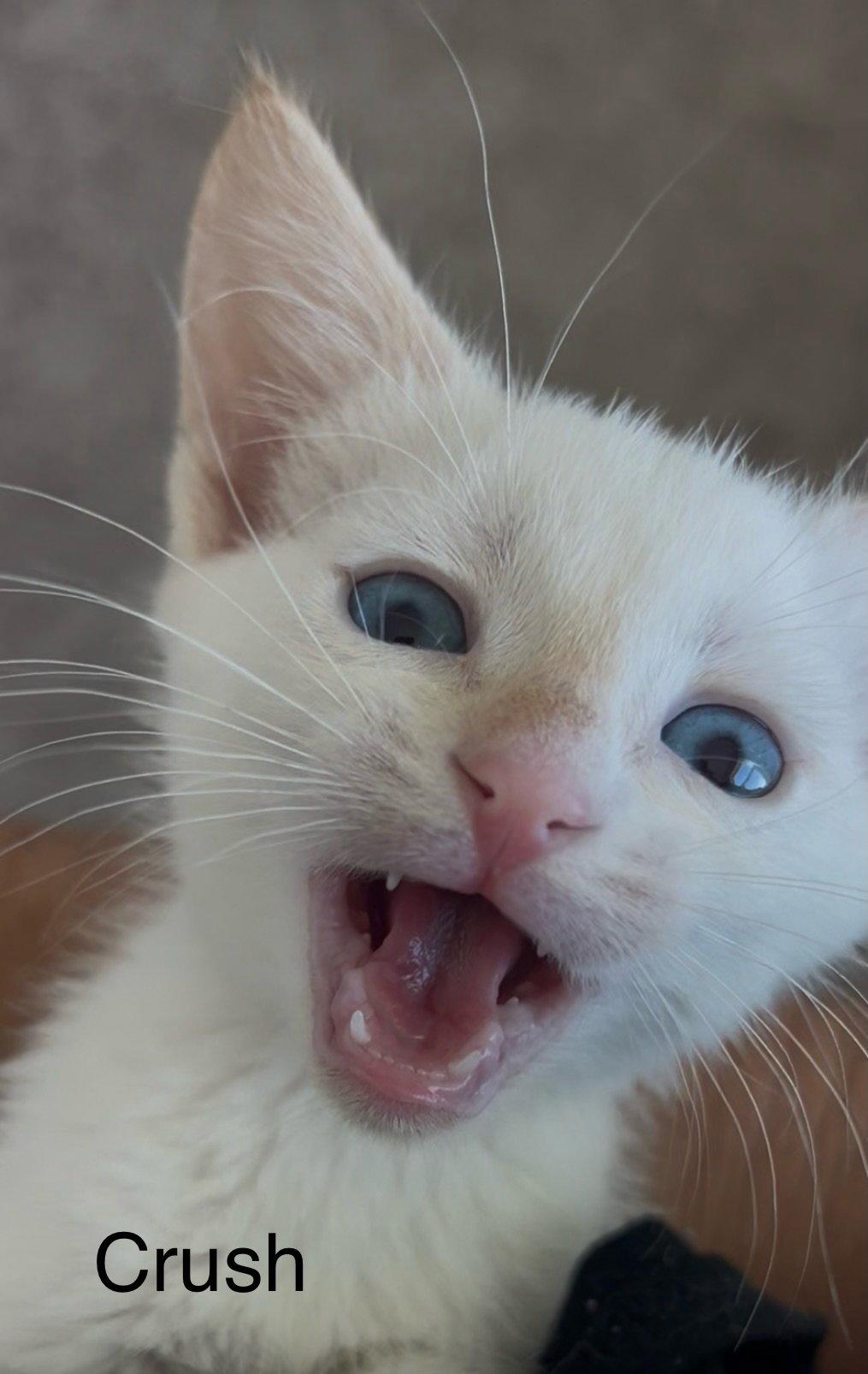 Enlarge Crush, a Adoptable Siamese in Winter Garden, FL image 2/3