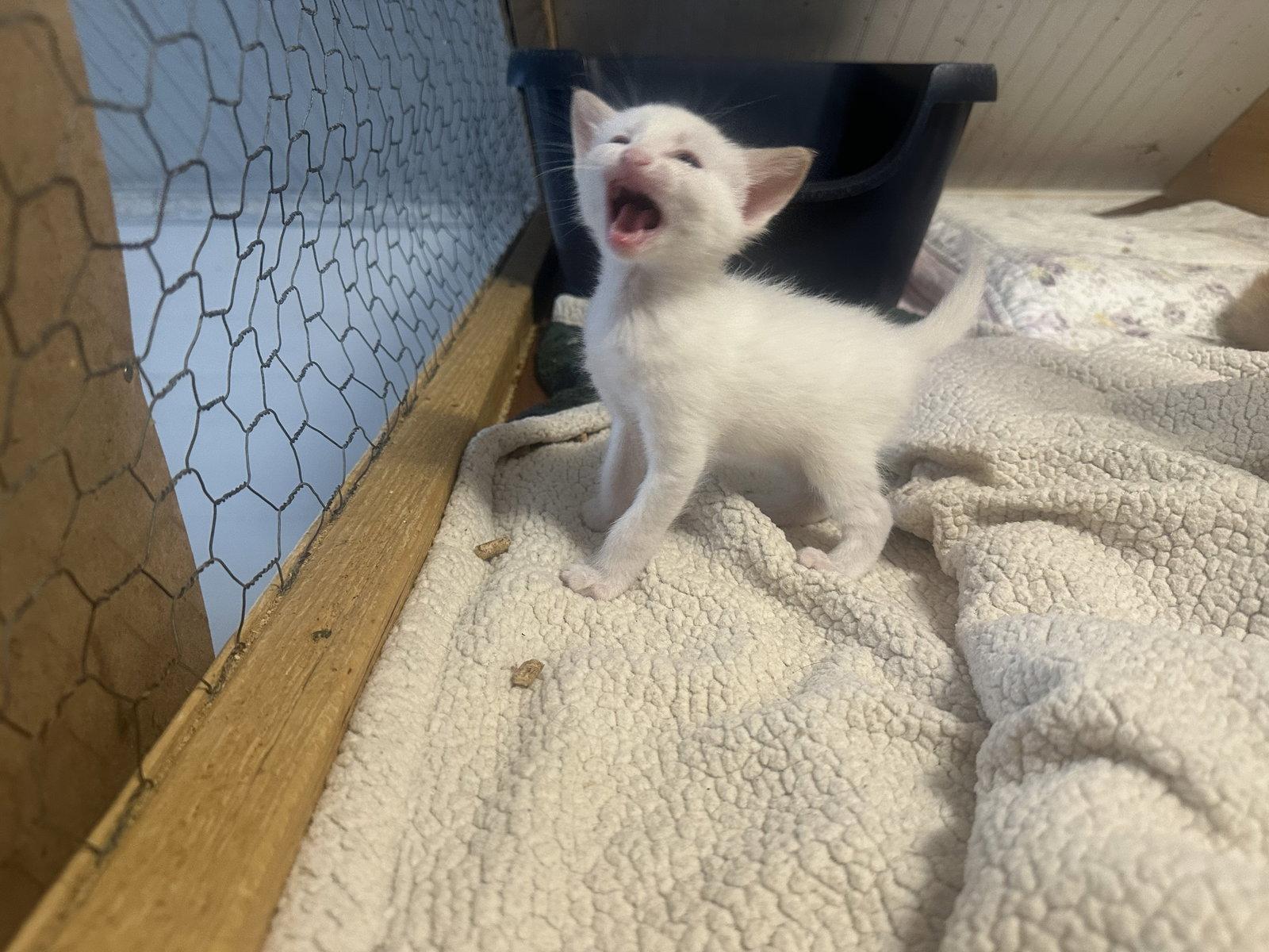 Enlarge Crush, a Adoptable Siamese in Winter Garden, FL image 3/3