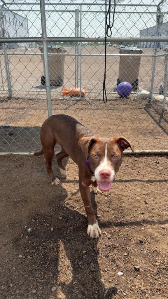 Enlarge Roxy (Rescue Name; Praline 26-21323), a Adopted Mixed Breed in Minot, ND image 2/6