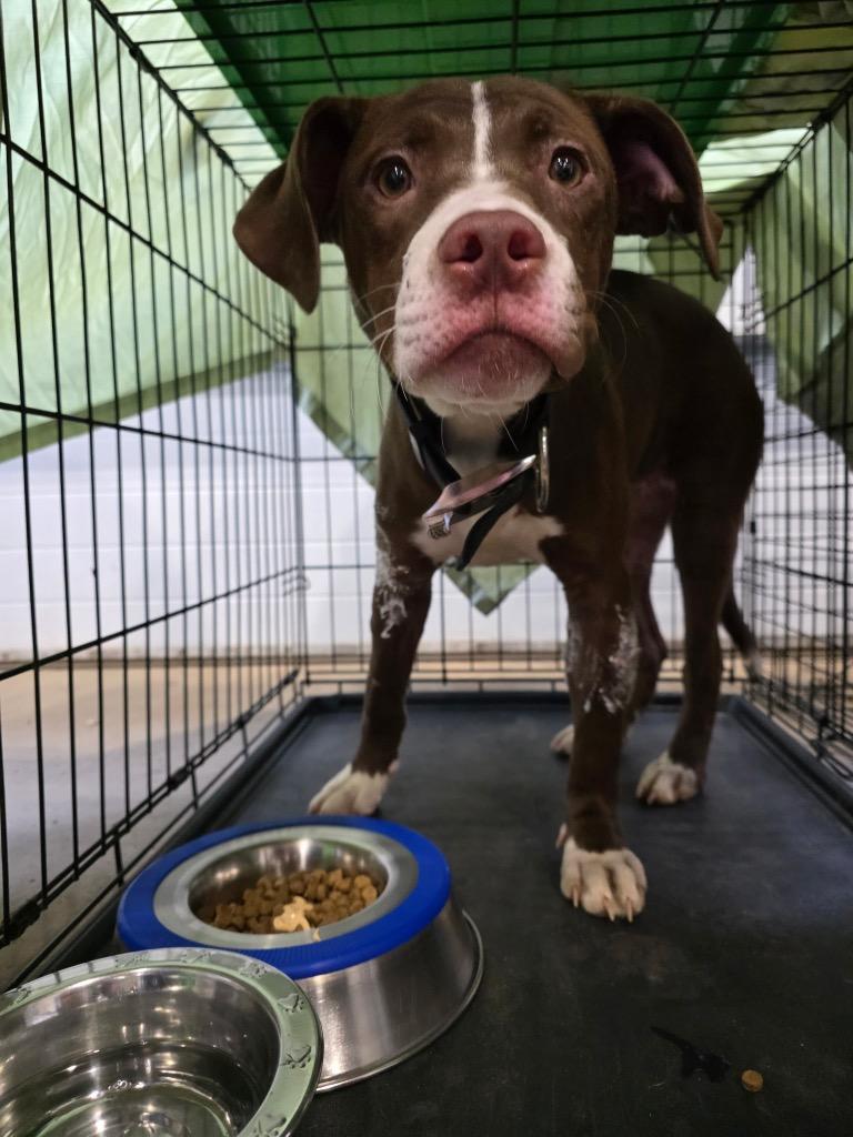 Enlarge Roxy (Rescue Name; Praline 26-21323), a Adopted Mixed Breed in Minot, ND image 6/6