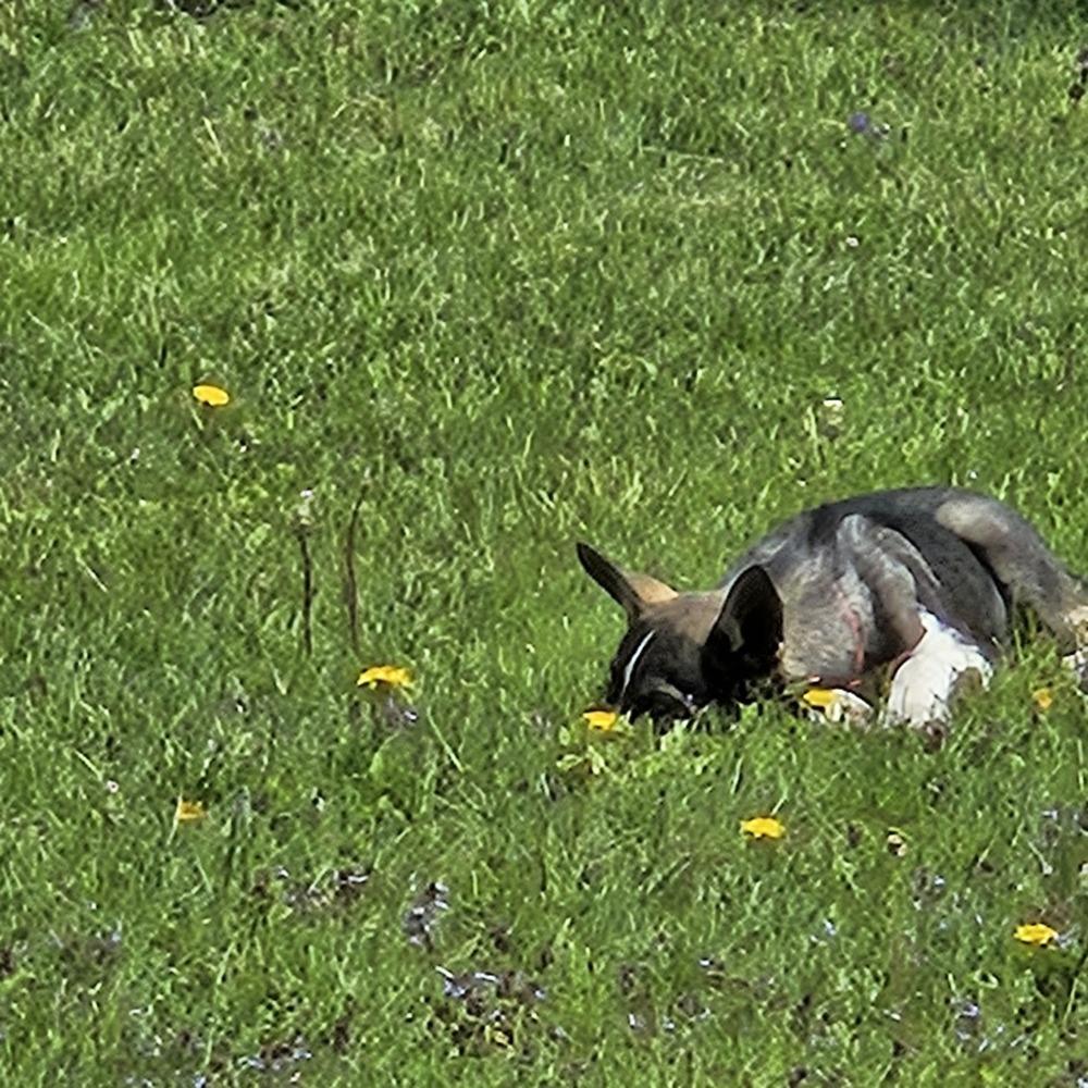 Argentine Sea, a Adoptable mixed breed in Waunakee, WI image 1/6