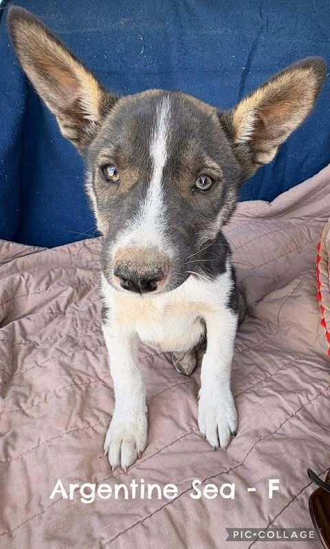 Argentine Sea, a Adoptable mixed breed in Waunakee, WI image 3/6