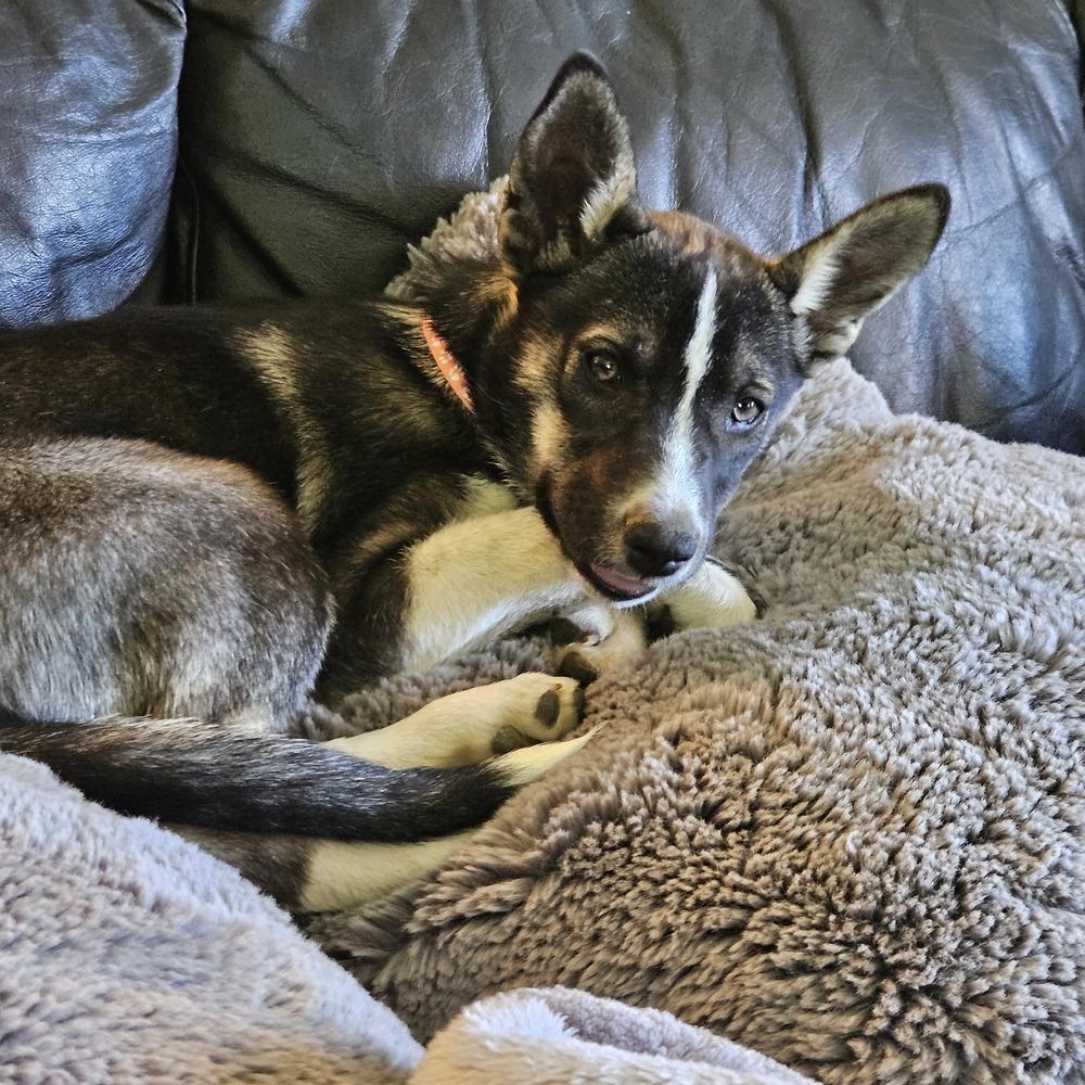 Argentine Sea, a Adoptable mixed breed in Waunakee, WI image 4/6