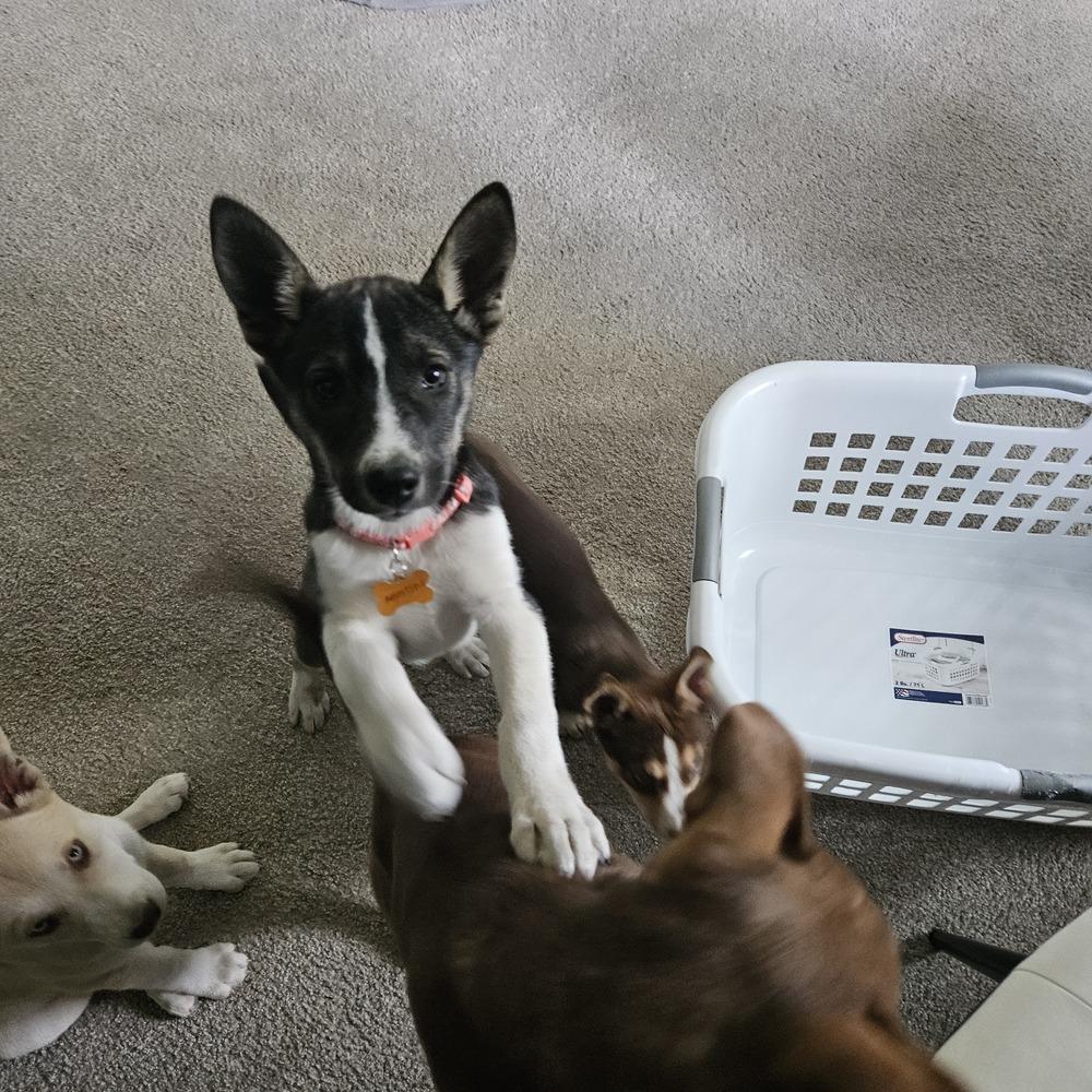 Argentine Sea, a Adoptable mixed breed in Waunakee, WI image 5/6