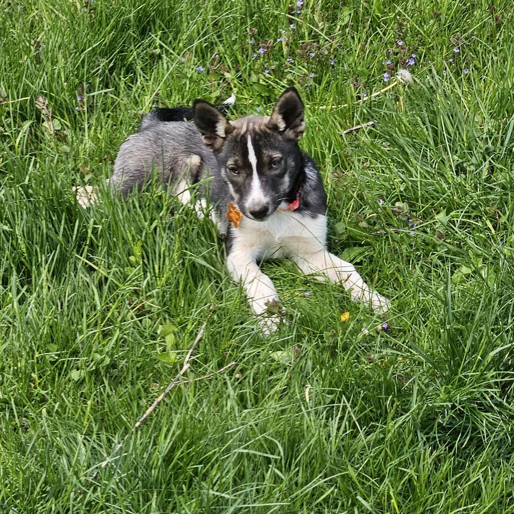 Argentine Sea, a Adoptable mixed breed in Waunakee, WI image 6/6