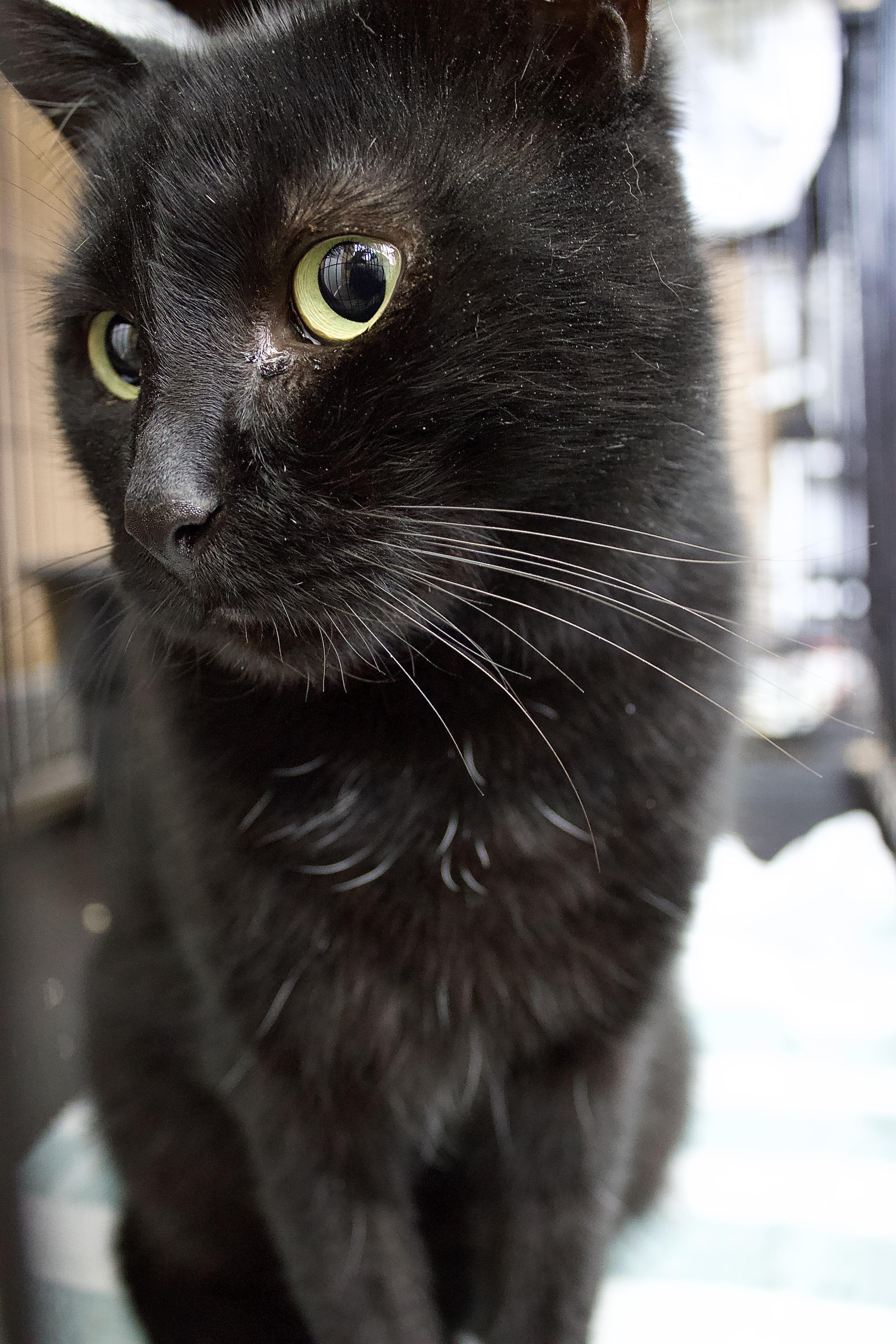 Midnight, a Adoptable Domestic Short Hair in Pleasantville, NJ image 1/3