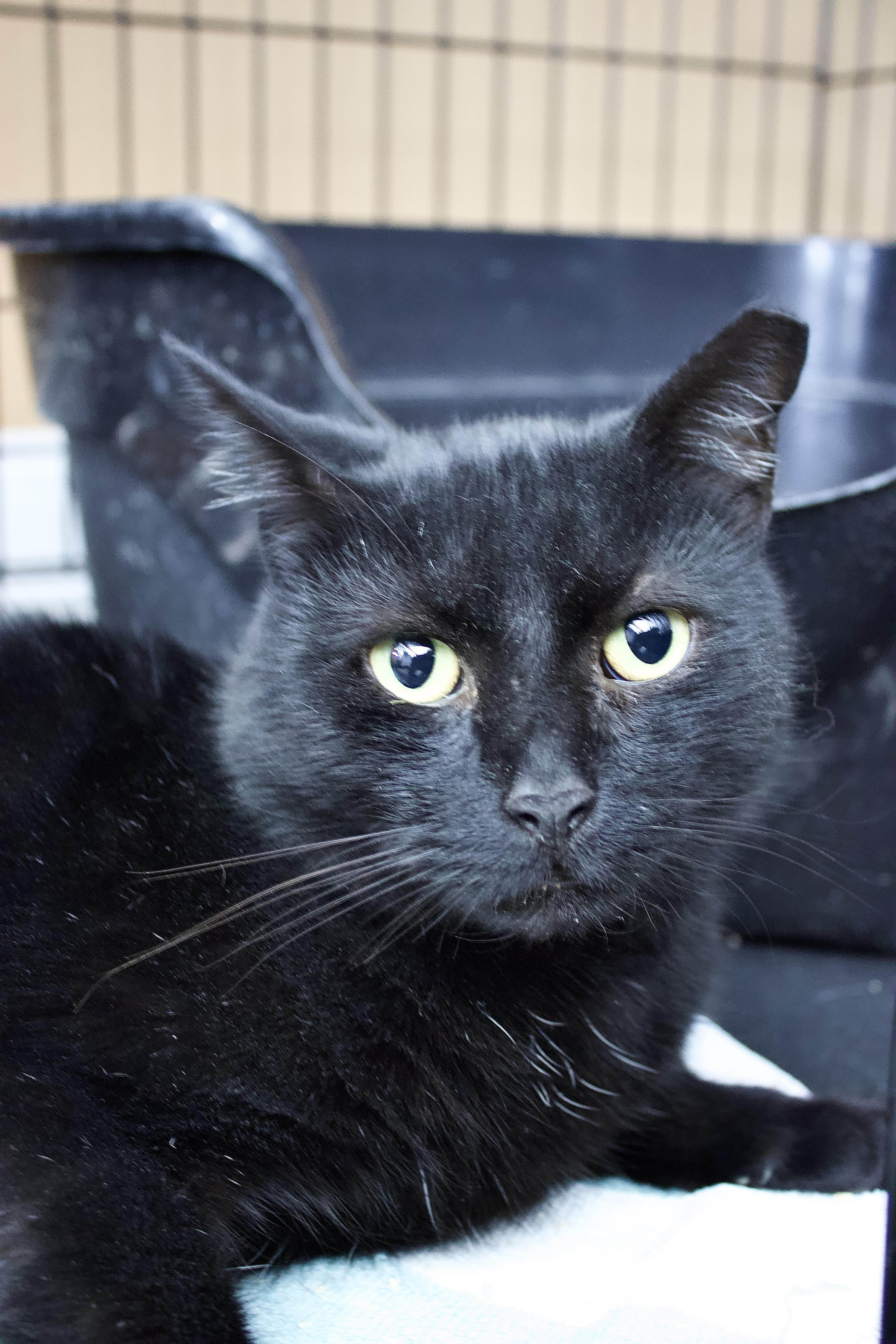 Midnight, a Adoptable Domestic Short Hair in Pleasantville, NJ image 2/3