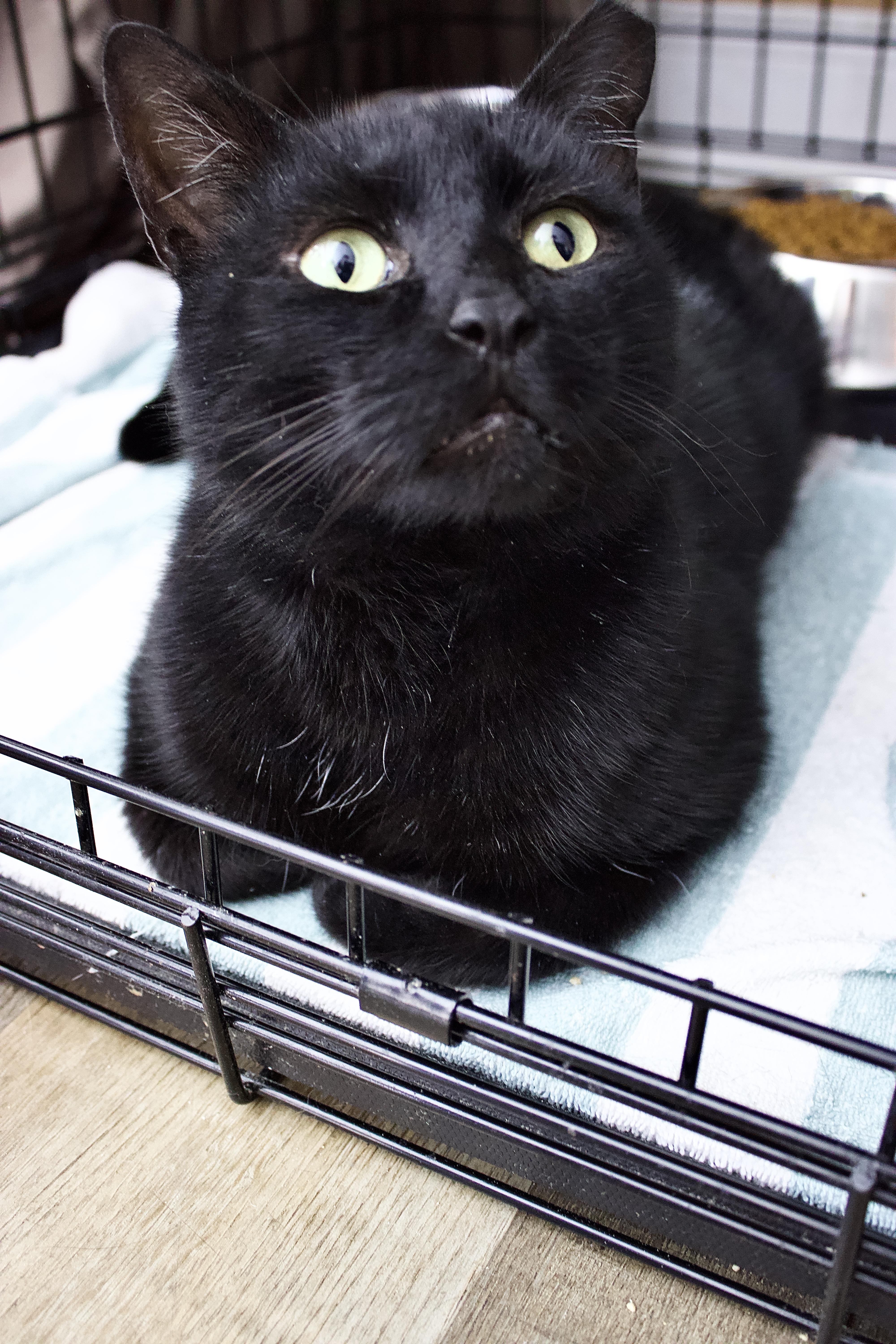 Midnight, a Adoptable Domestic Short Hair in Pleasantville, NJ image 3/3