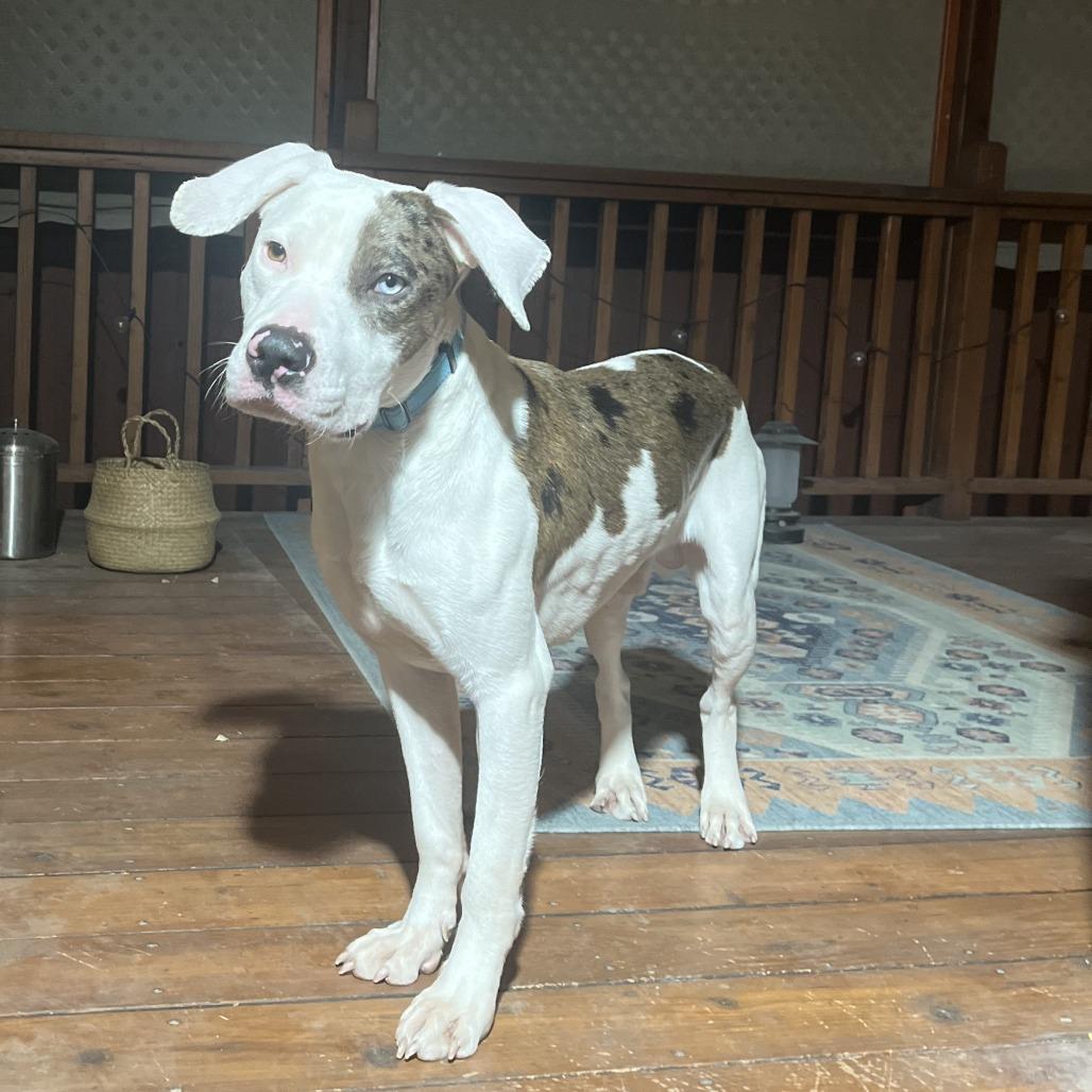 Zoom, Adoptable, Adult Male Mixed Breed & Pit Bull Terrier.