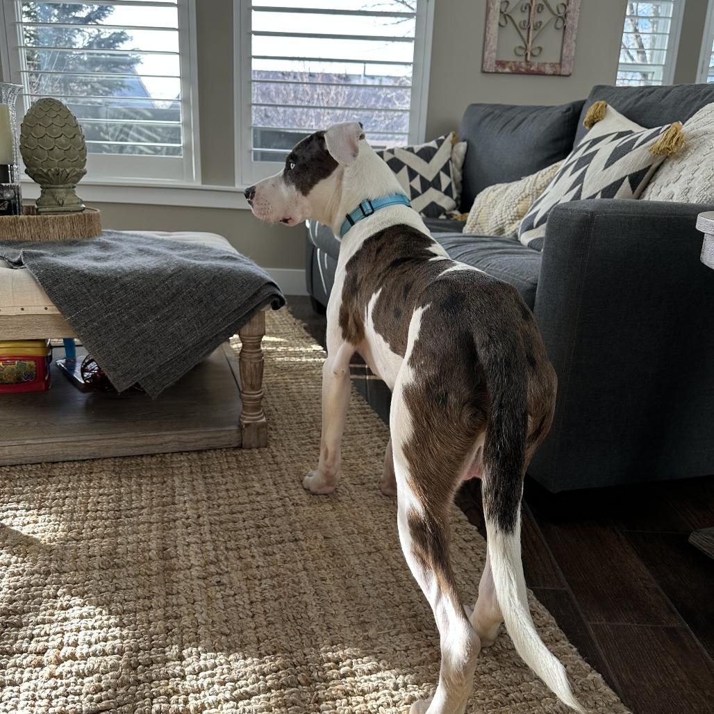 Enlarge Zoom, a Adoptable mixed breed in Los Angeles, CA image 5/6