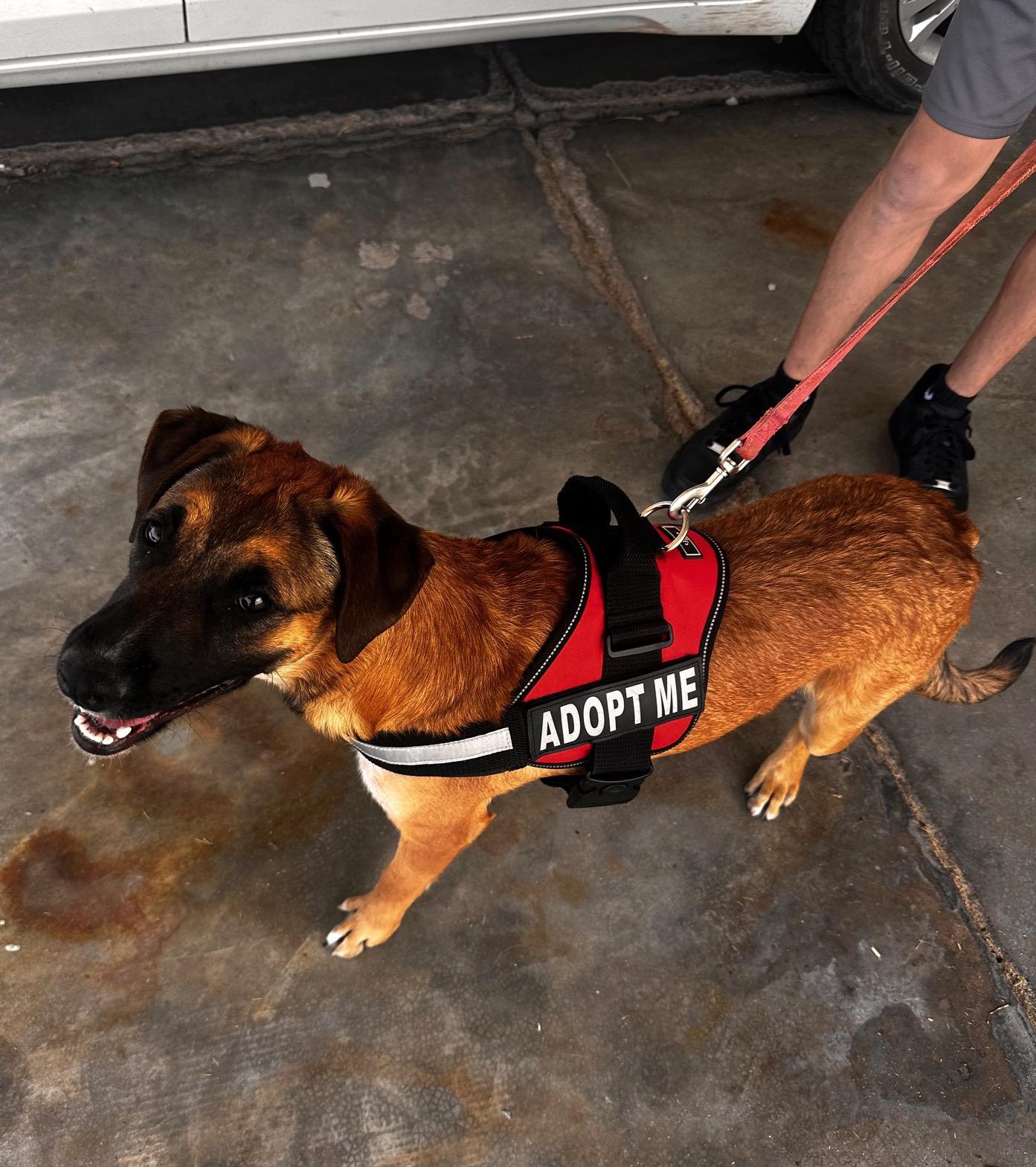Nala(15), an adoptable Shepherd in Mexicali, BCN, 21280 | Photo Image 2