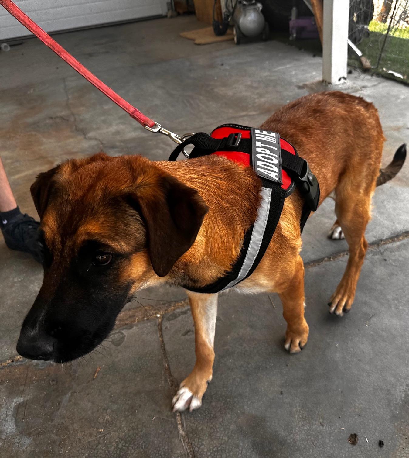Nala(15), an adoptable Shepherd in Mexicali, BCN, 21280 | Photo Image 4